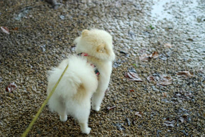 雨とポメ