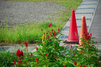 コーンの花