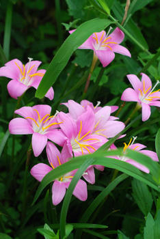 花
