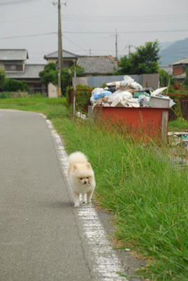 とことこ