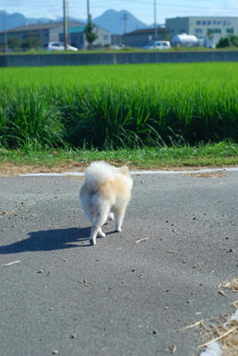とこてく
