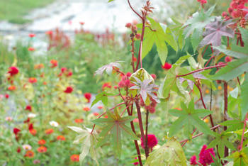 花