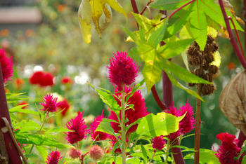 花