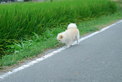 のしのし