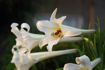 花