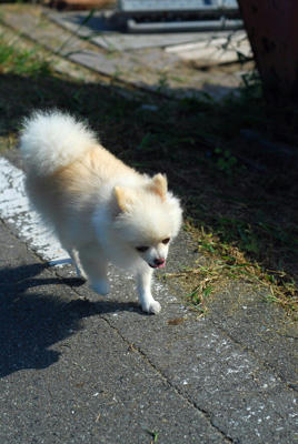 てくてく