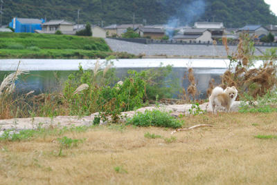 河原散歩