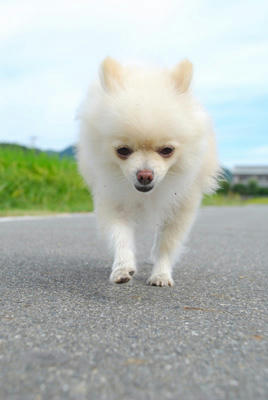 とことこ