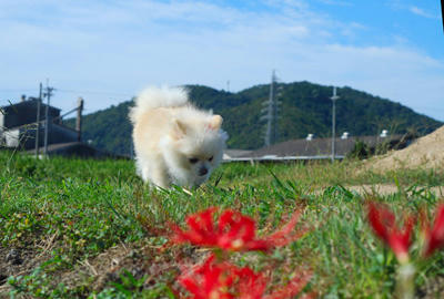 ポメと花