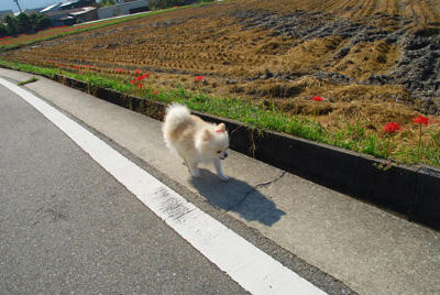てくてく