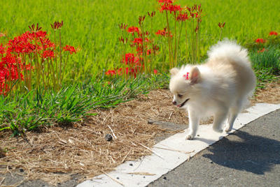 てくてこ