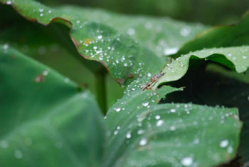 雨粒世界
