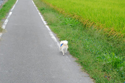 てくてく