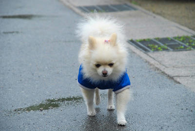 とぼとぼ