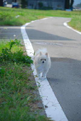 てくてく