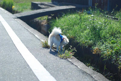 くんすか