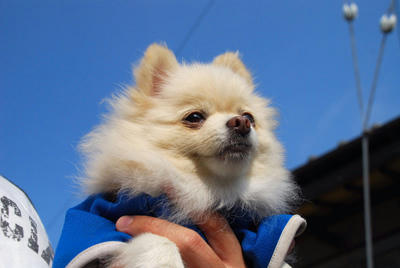 えっへん