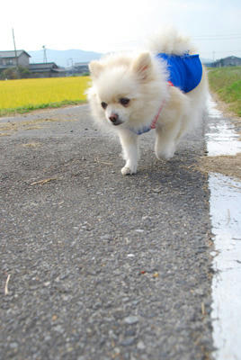 てくてこてく