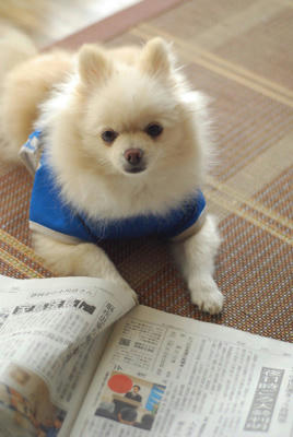 新聞ぽめ