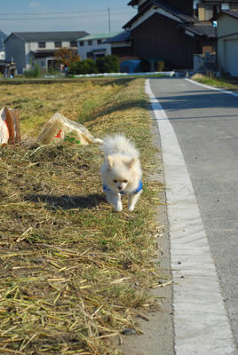 てくてく