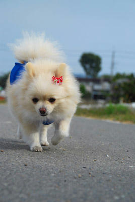 てくてく