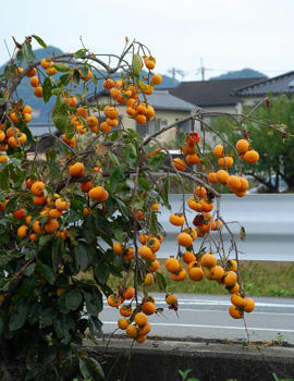 柿