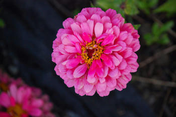 花