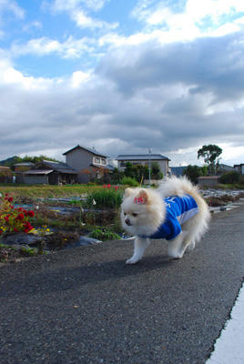 てくてく