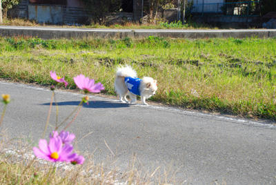 こすぽめ