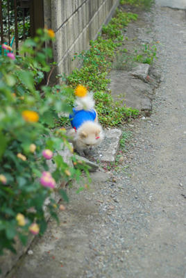 くんすか