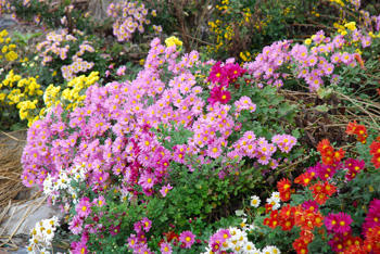 菊