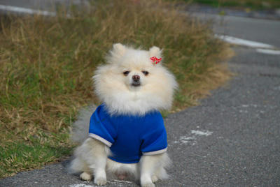 おすわりぽめ