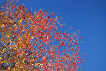 青空と紅葉