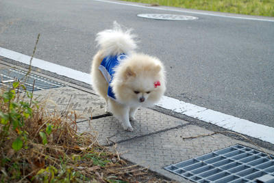 てくてくてく