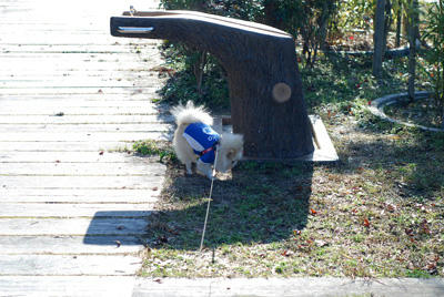 くんすか