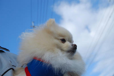空ポメ