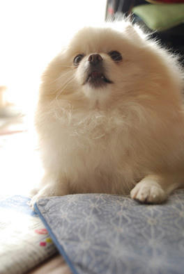 けちからん