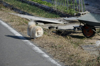 一輪車とポメ
