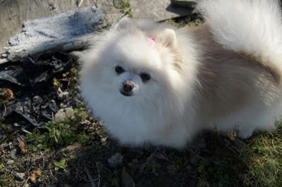 ふに