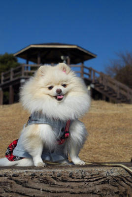 梅公園とポメ
