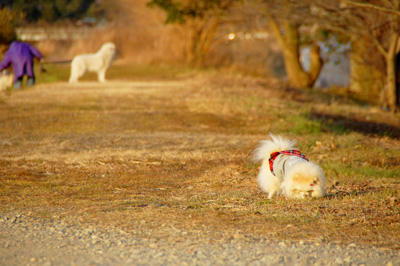 ポメと白い大犬