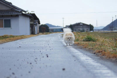 しとしと