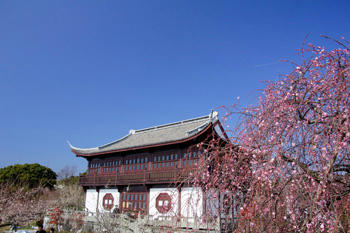 世界の梅公園