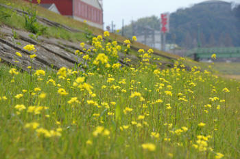 菜の花