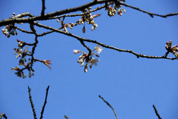 山桜