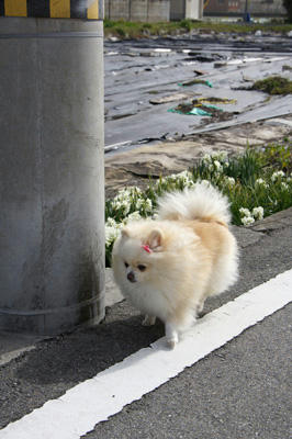 白花とポメ