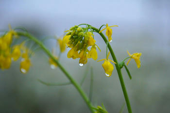 菜の花