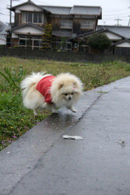 雨とぽめ