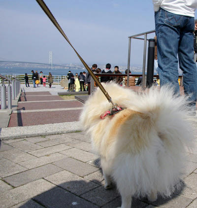 ポメと大橋