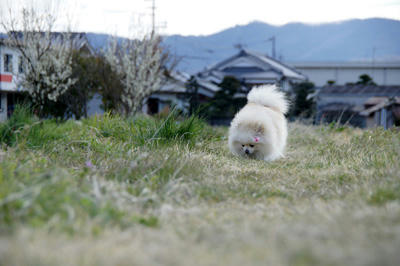 てくてく